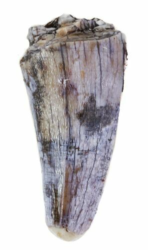 Partial Phytosaur Anterior Tooth - Arizona #62460